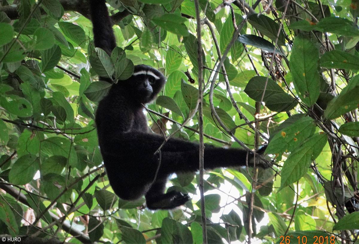 Un gibbon dans la cime des arbres