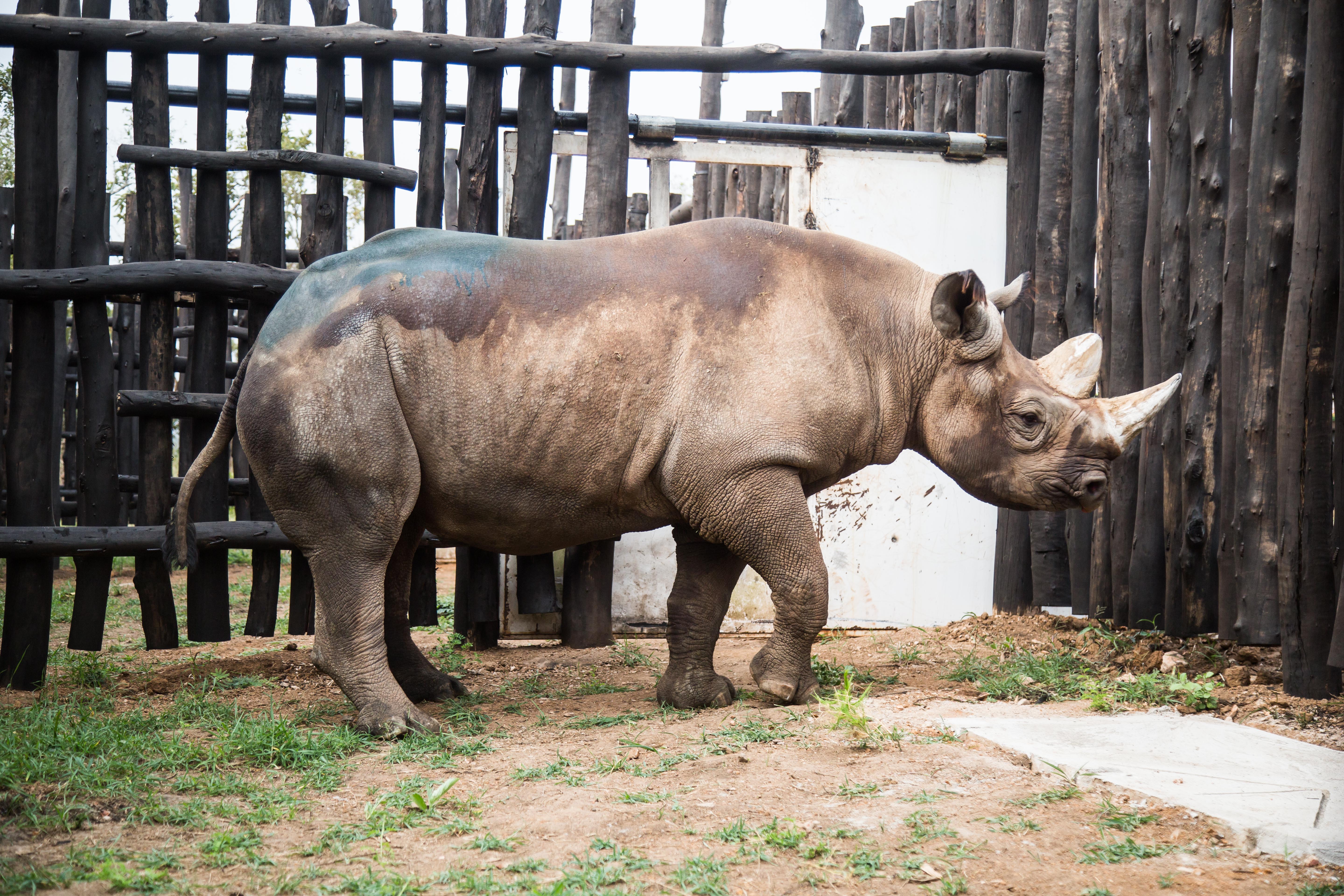 Opération réintroduction au Rwanda pour cinq rhinocéros noirs nés dans un zoo européen