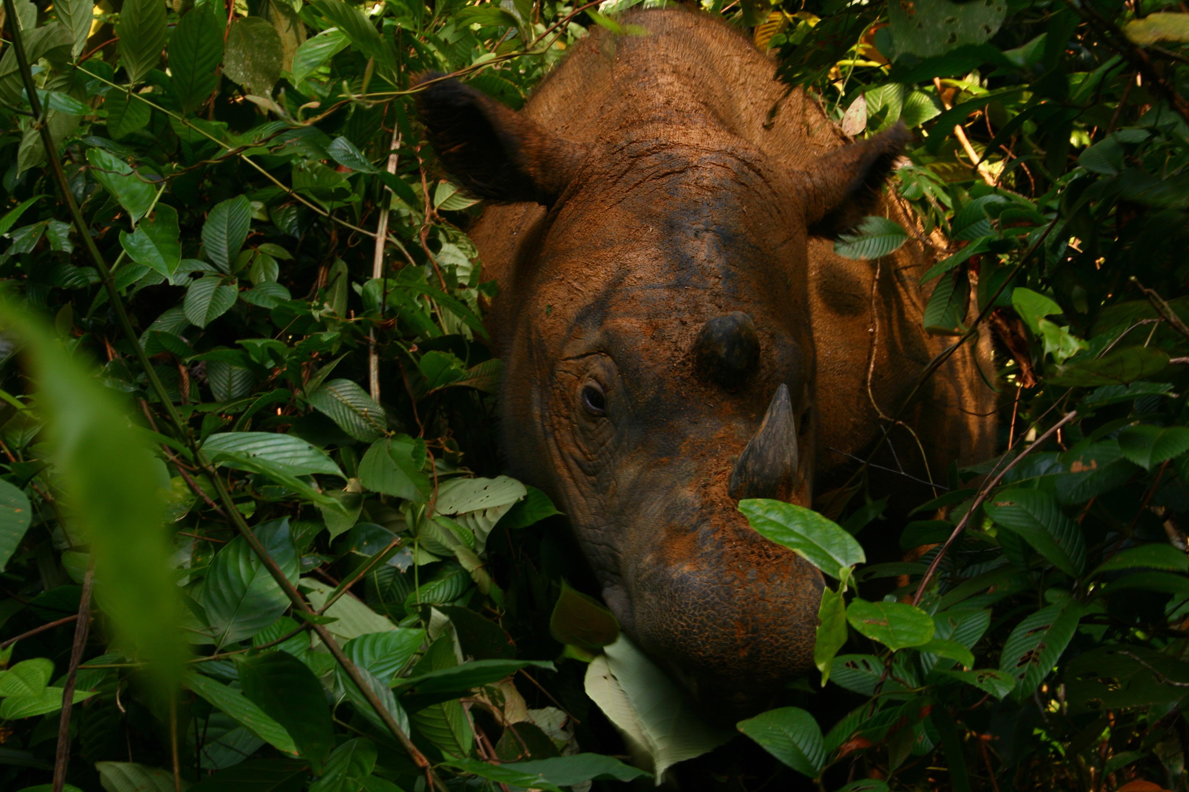 Un rhinocéros de Sumatra dans la jungle