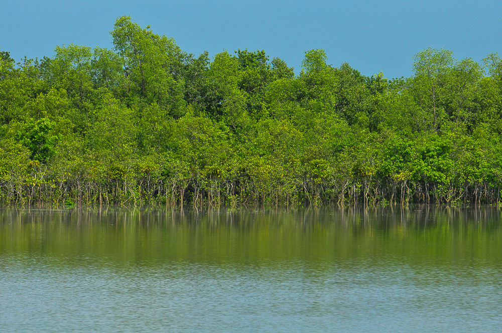 Les Sundarbans, la plus grande forêt de mangrove au monde