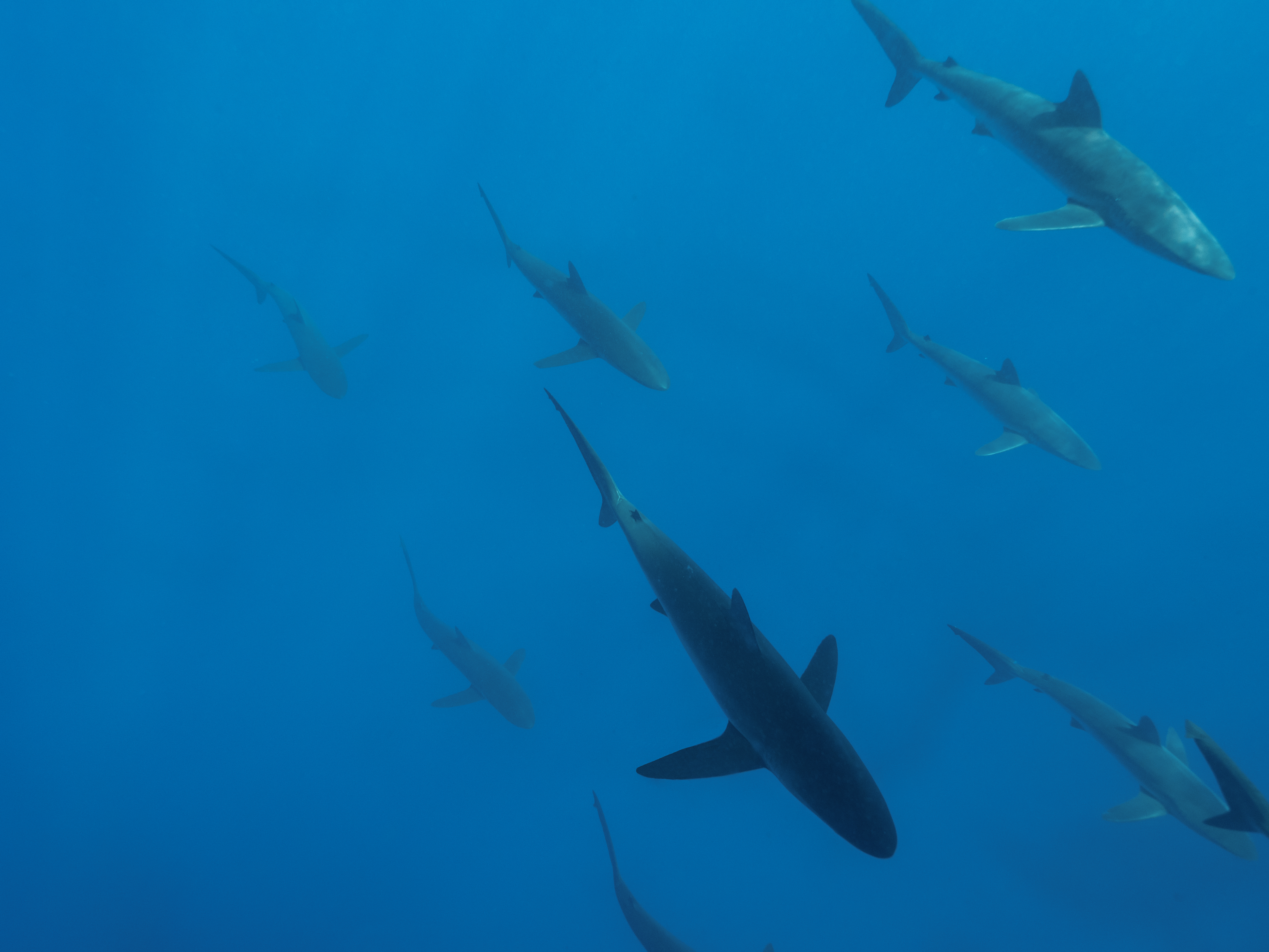 Les requins, grands oubliés des espèces menacées