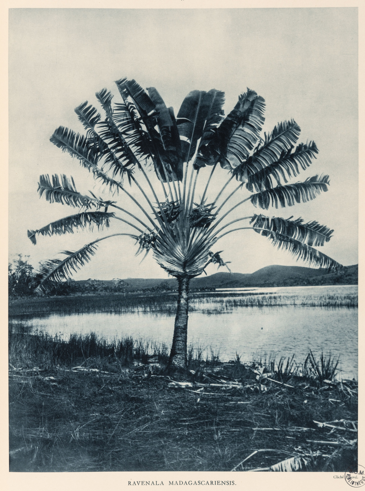 Arbre du voyageur