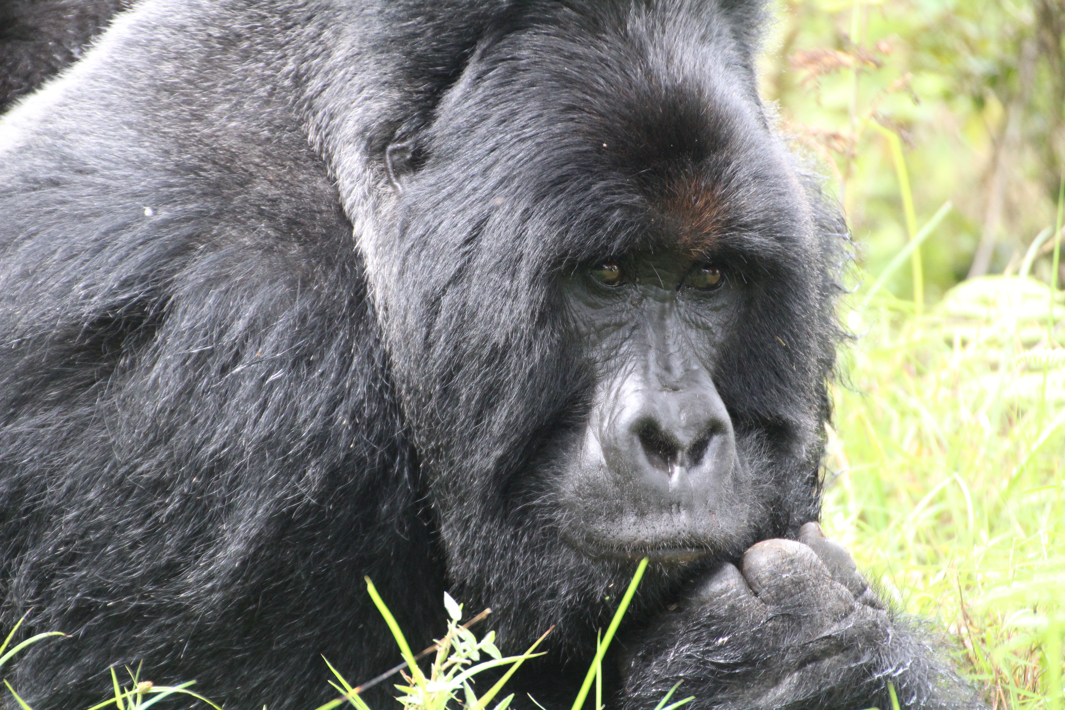 Photo de gorille des montagnes mâle dominant