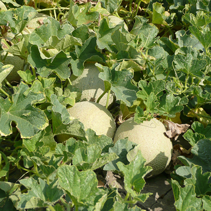 Melon plein champs – Techniques et pratiques pour une production agro-écologique