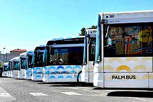 Palm Bus