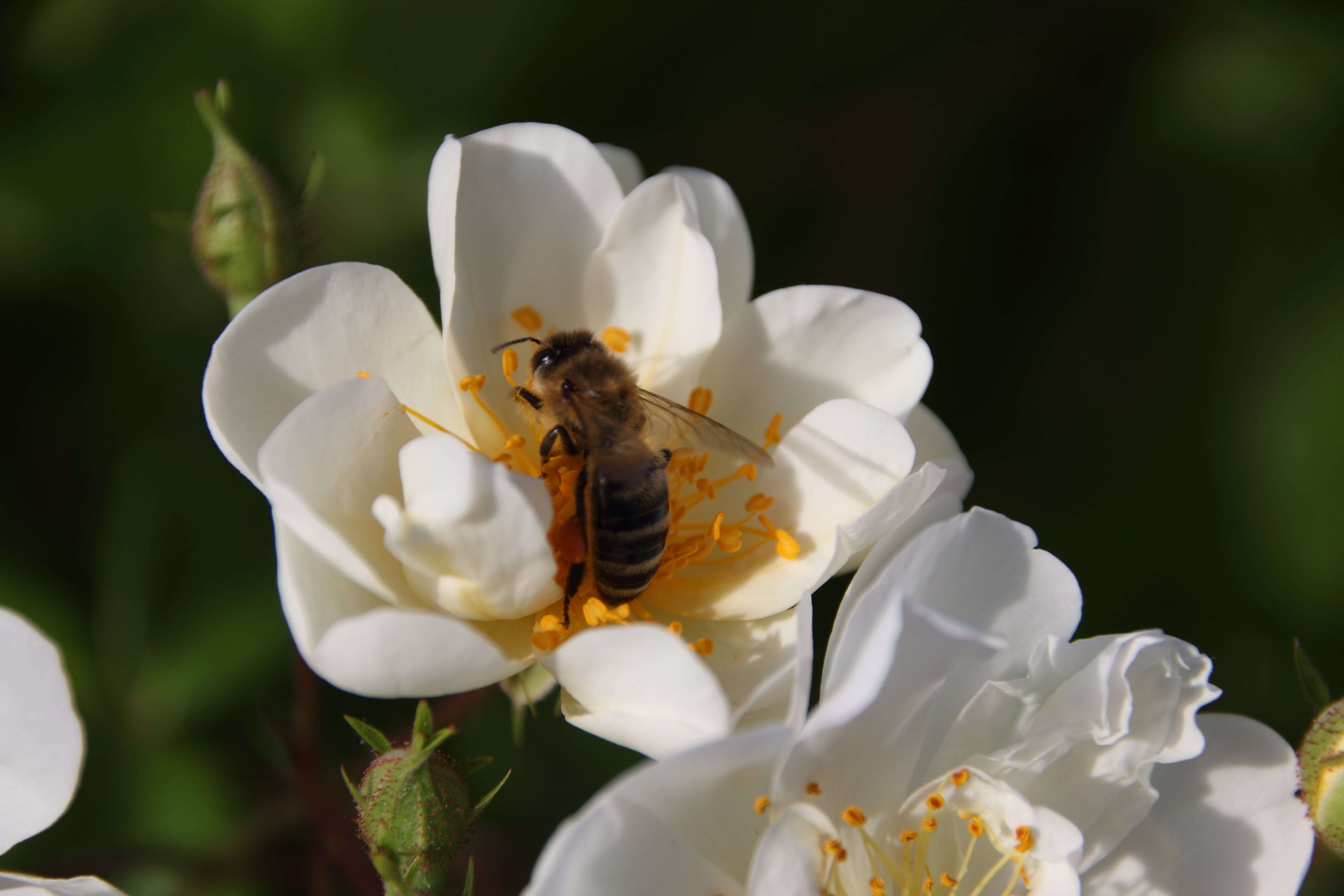 IMAGE ABEILLE