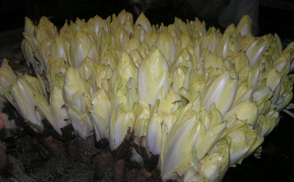PHOTO ENDIVE