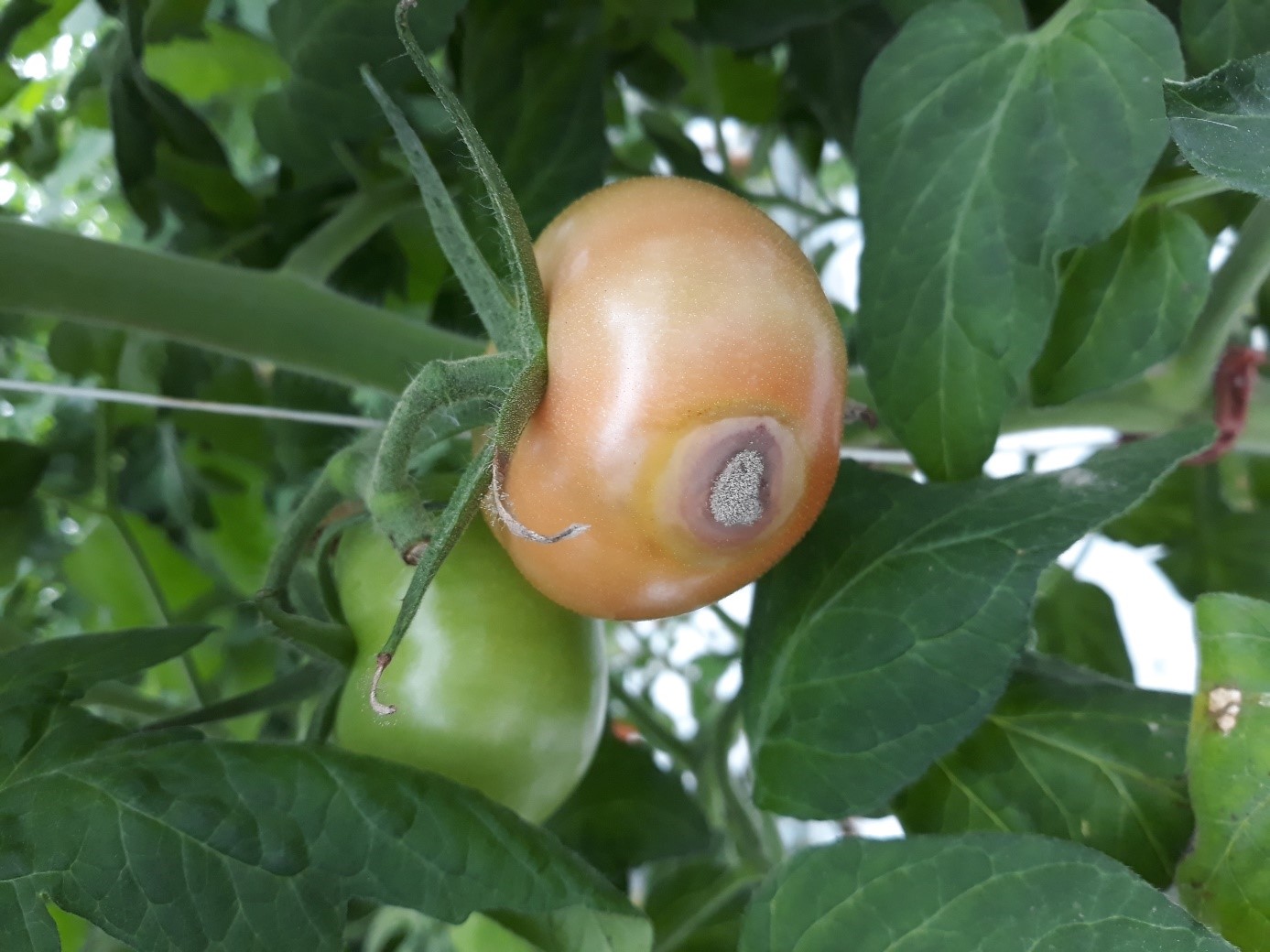 PHOTO TOMATE MALADIES