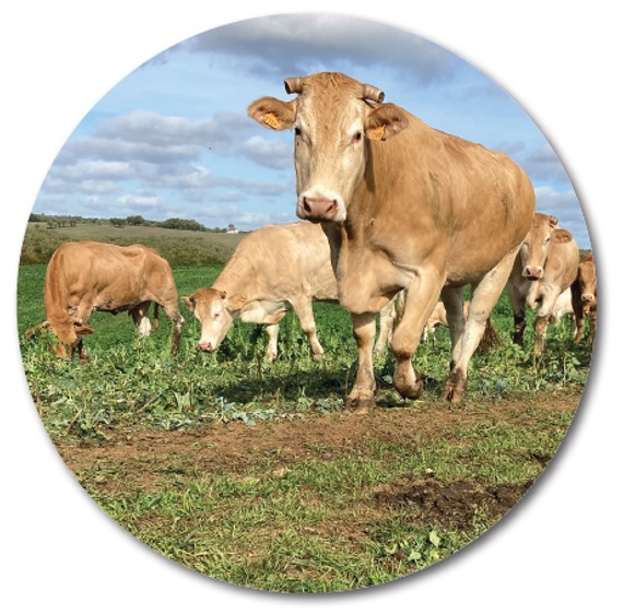 PHOTO VACHES