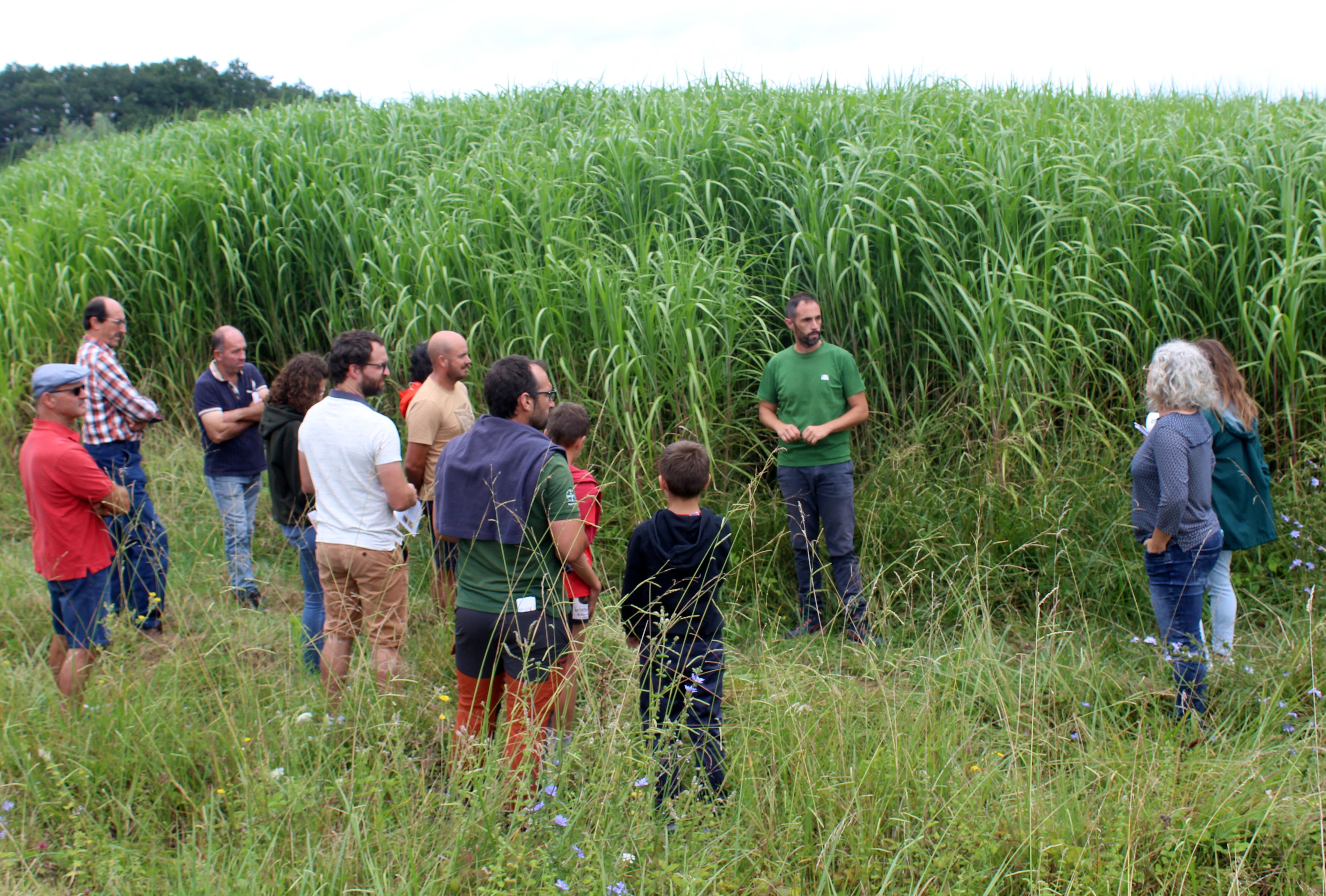 PHOTO MISCANTHUS