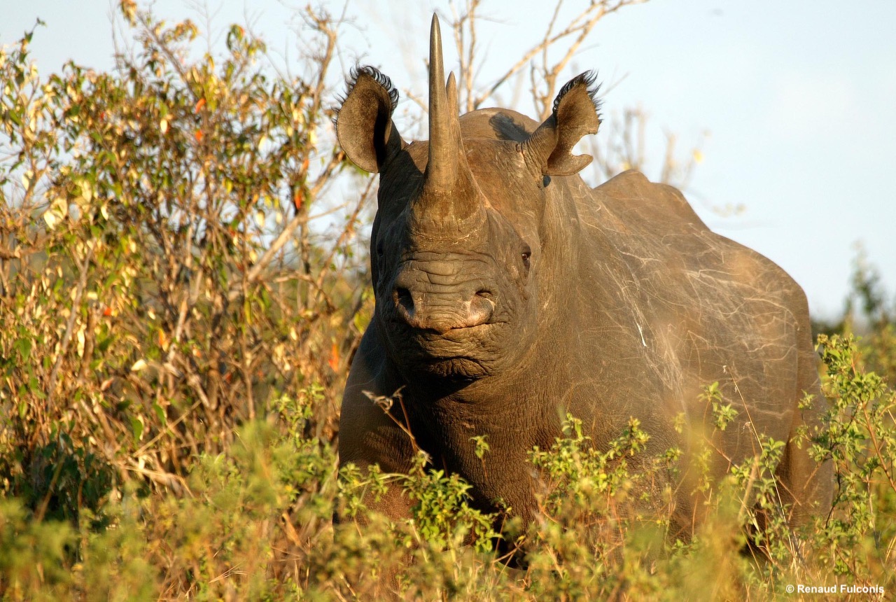 Rhinocéros kenya