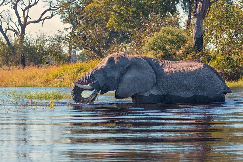 elephant de l'okavango