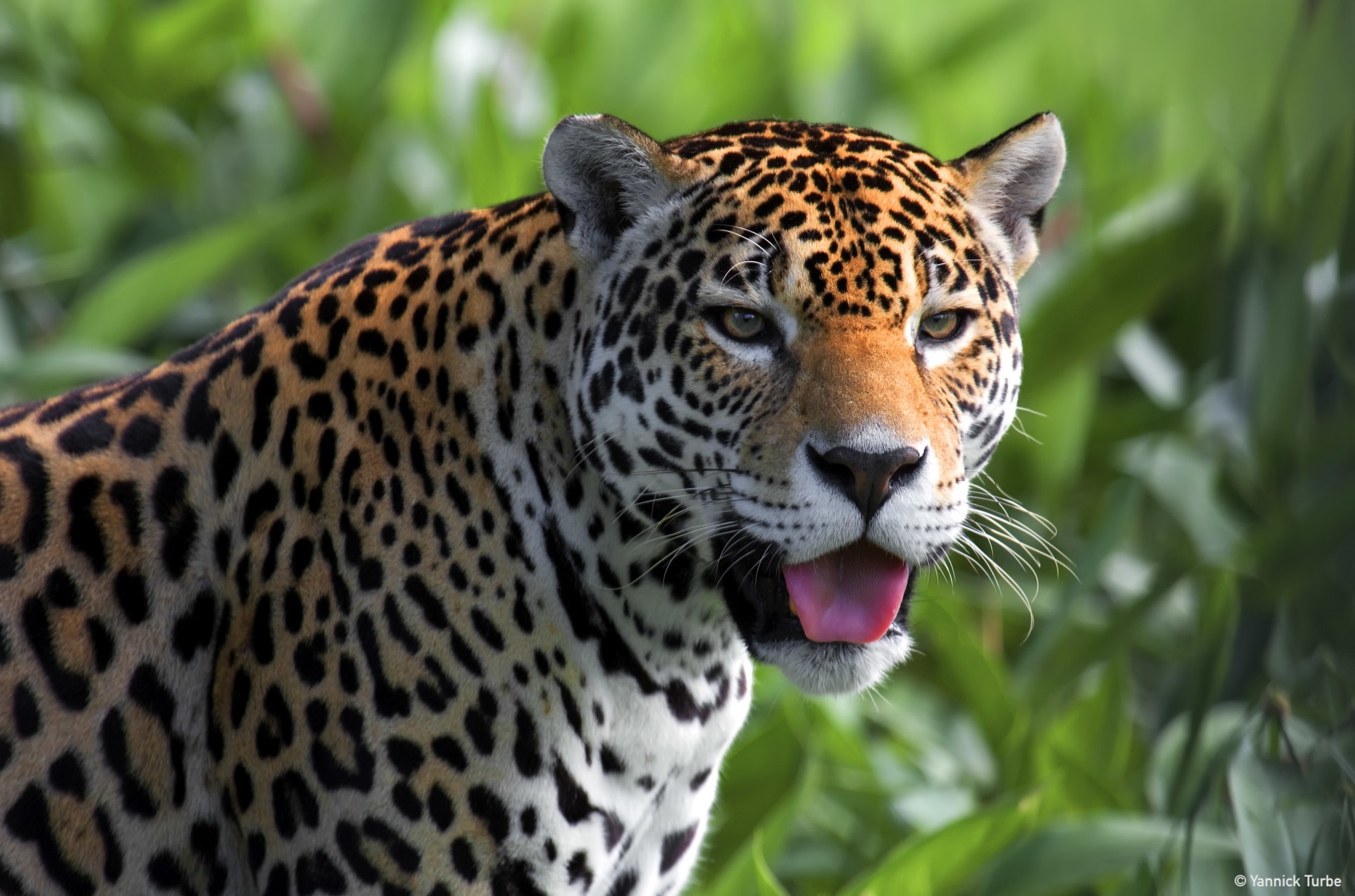 jaguar Amazonie