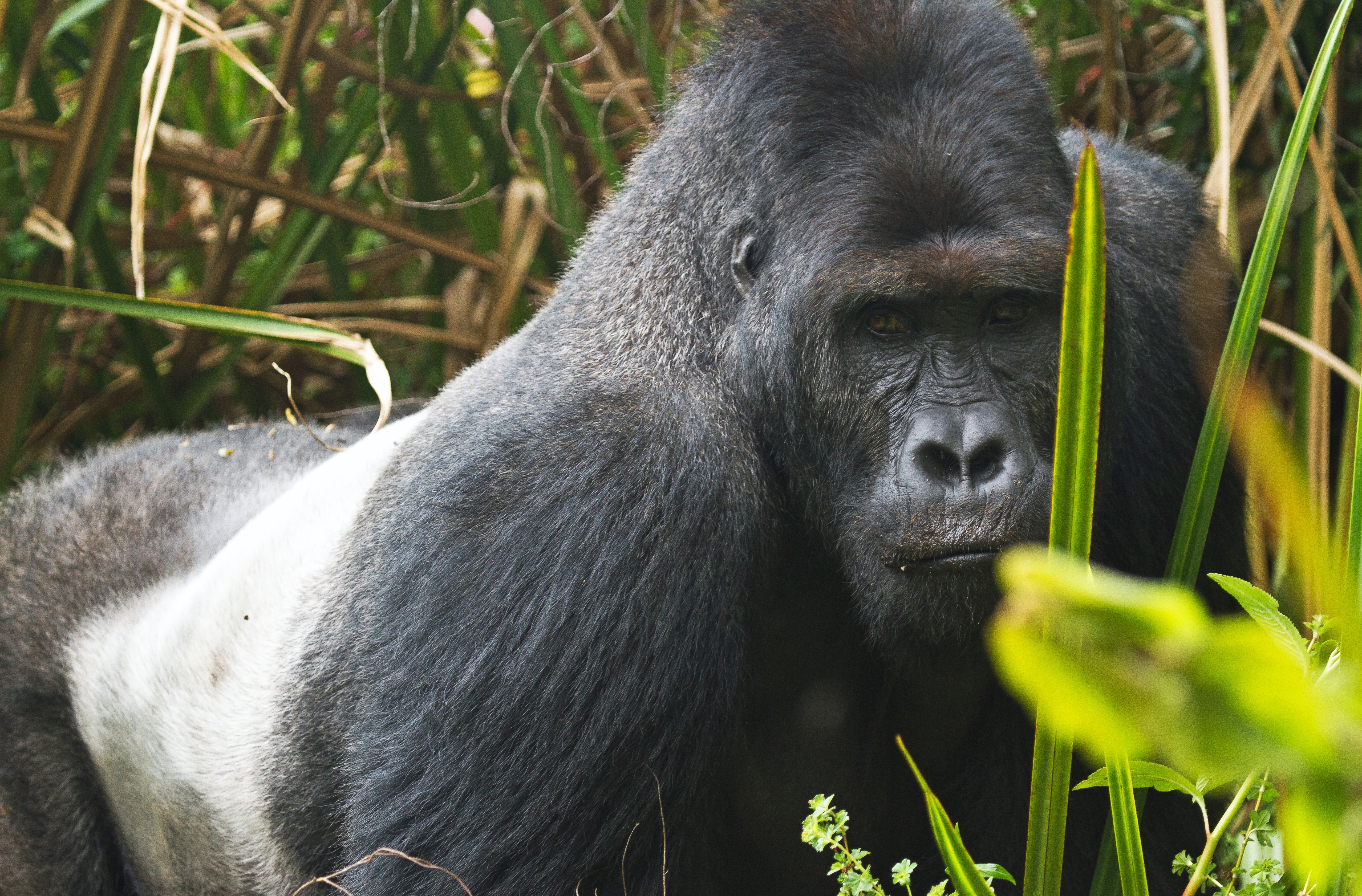 Un gorille du Parc national de Loango