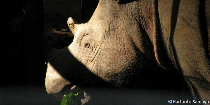 rhinoceros sumatra