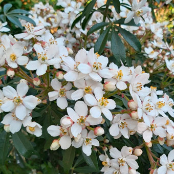 Choisya ternata GREENFINGERS 'LISSFING'