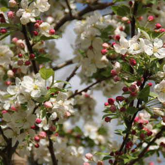 MALUS PERPETU® 'Evereste'