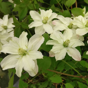 Clematis montana STARLET® White Perfume 'HYFLET'