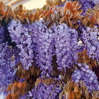 Wisteria sinensis  BLUE LINE® Copper 'Leo'