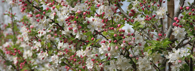 MALUS PERPETU® 'EVERESTE'