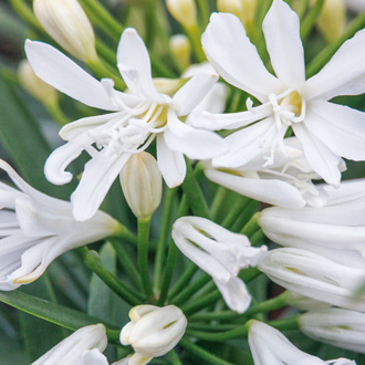 Agapanthe NINA® White 'Monsapho'