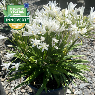 Agapanthe NINA® White 'Monsapho' Innovert laureat or