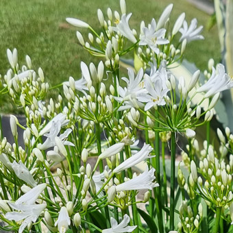 Agapanthe NINA® White 'Monsapho'