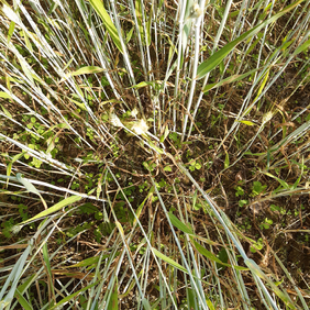 Règles d’accès des bovins à l’extérieur et au pâturage