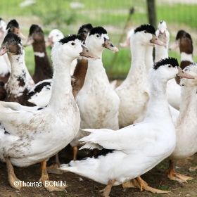 Indemnisation exceptionnelle des élevages de canards, pintades, cailles et pigeons suite au confinement - Covid19-2020