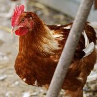 Grippe aviaire : Enquête producteurs et dispositif d’indemnisation