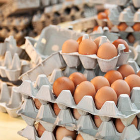 Visite découverte : centre agréé d'emballage d'œufs
