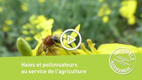 [► VIDEO] Haies et pollinisateurs au service de l'agriculture