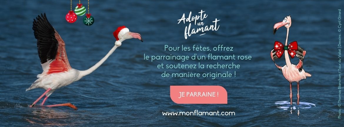 Adopte un flamant