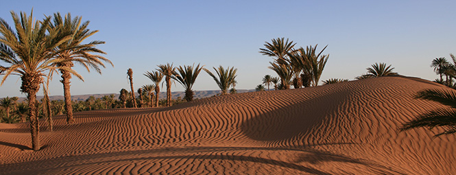 La vallée du Draa, entre oasis et dunes