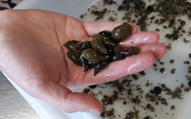 Le projet ERIZOM s’inscrit dans le cadre des recherches en cours au niveau européen sur les parasites d’intérêt.