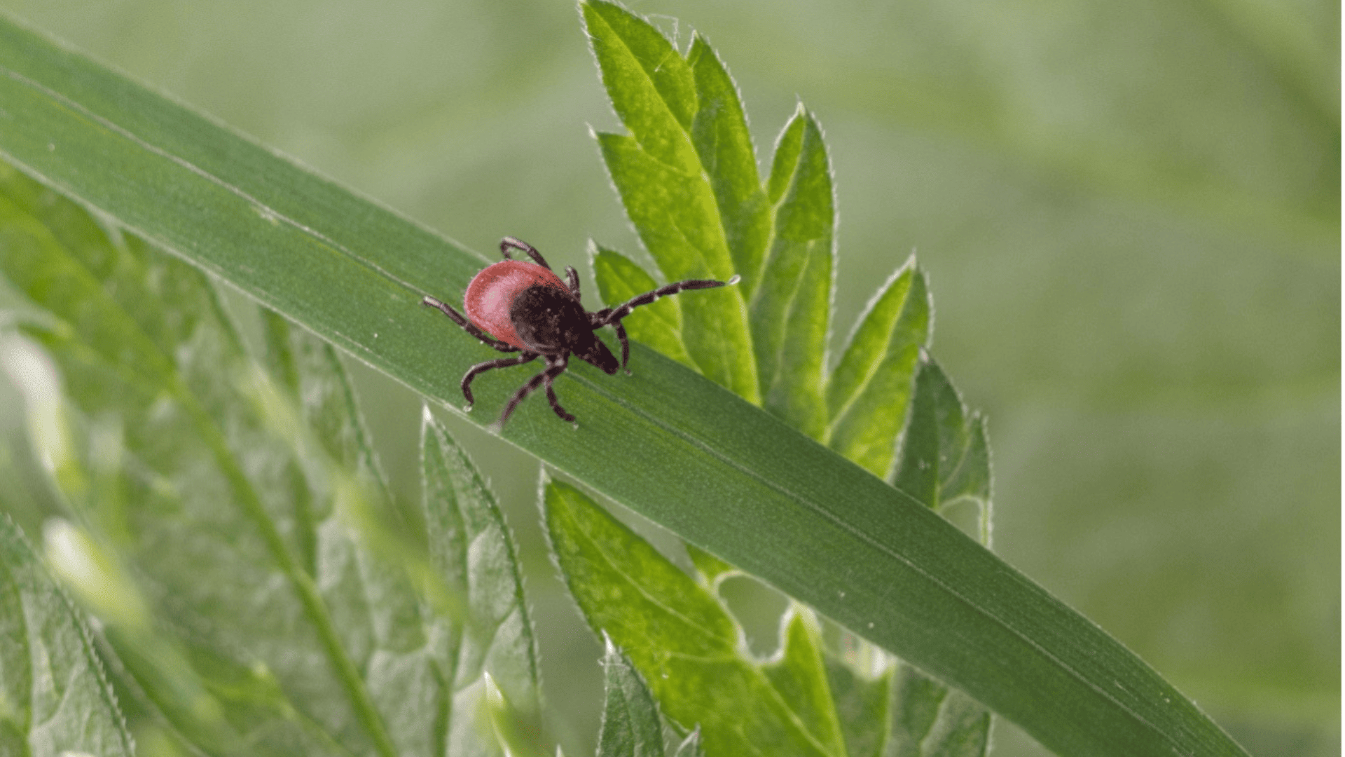Evaluation des environnements à risque pour l'exposition aux tiques et maladies à tiques