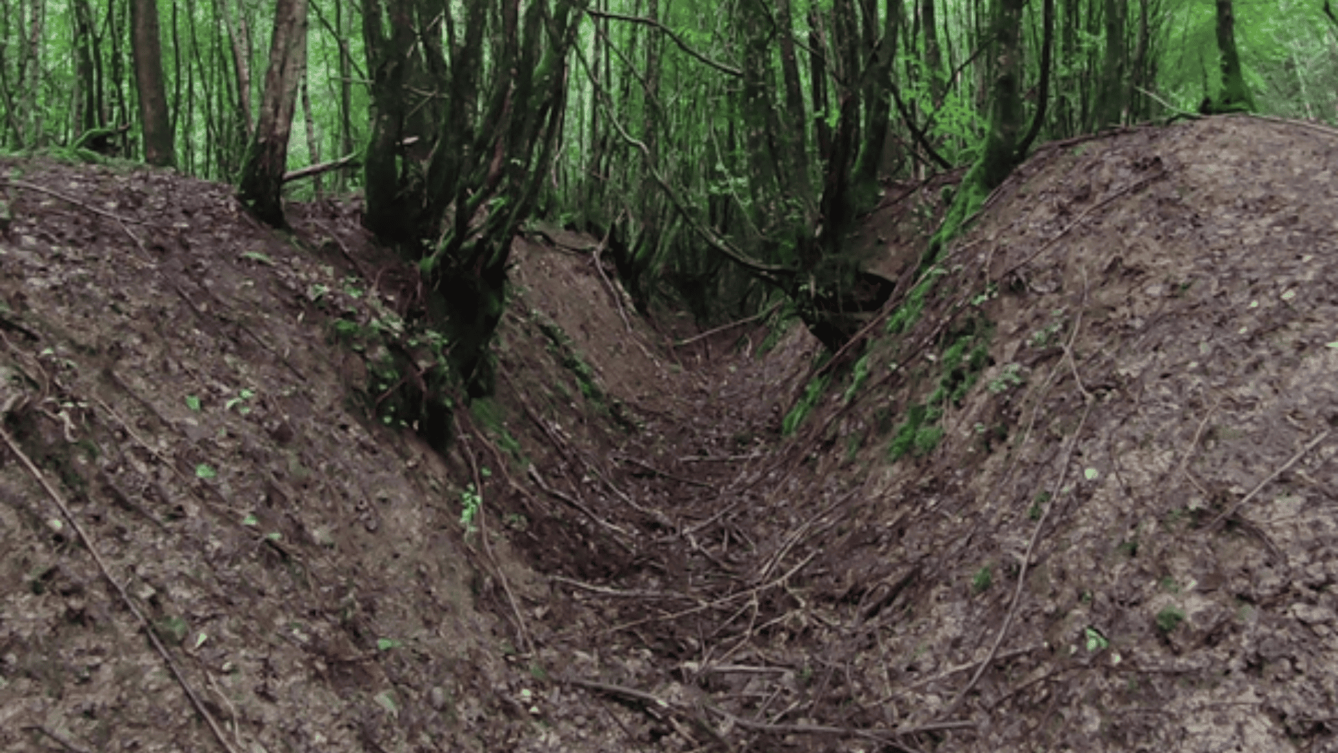 Première guerre mondiale : quels impacts sur l'environnement ?