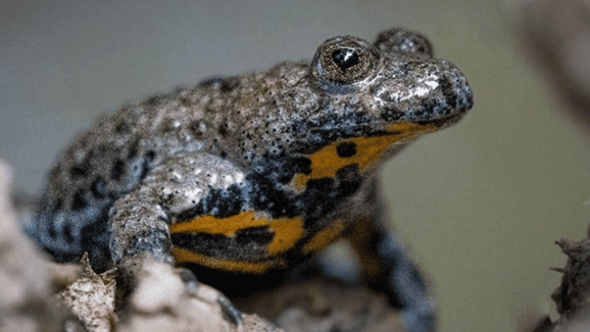 Travaux sur le Sonneur à ventre jaune reconnus et labellisés CNRS