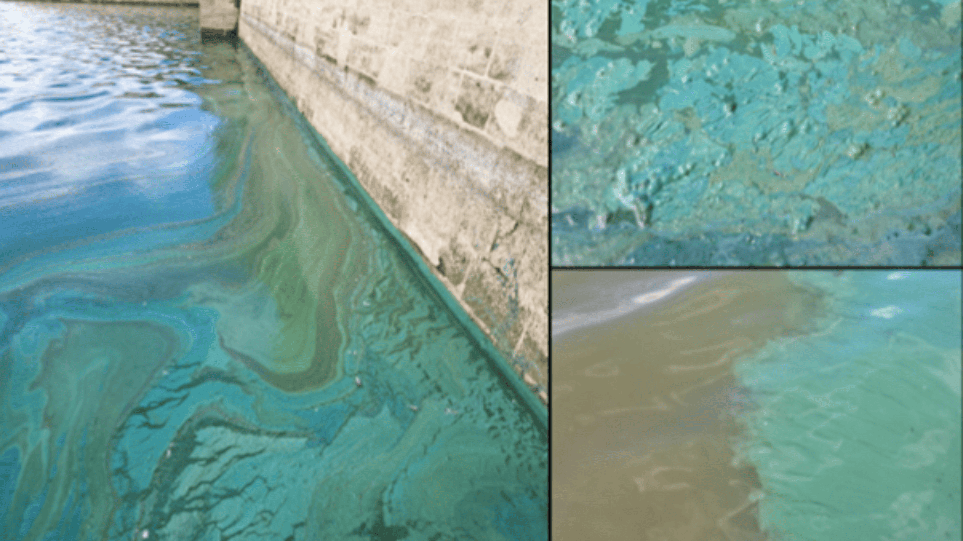 Efflorescences de cyanobactéries : le cas du lac de Bairon